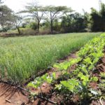 A thriving onion farm at ISPM