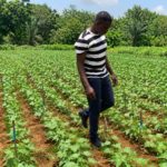 Dr Frejus Ariel Kpedetin Sodedji from Benin in a legume field.
