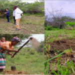 Top Left: Community members evaluating plants. Below is a woman planting a tree.